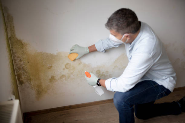 Best Industrial Mold Remediation  in Compo, CT